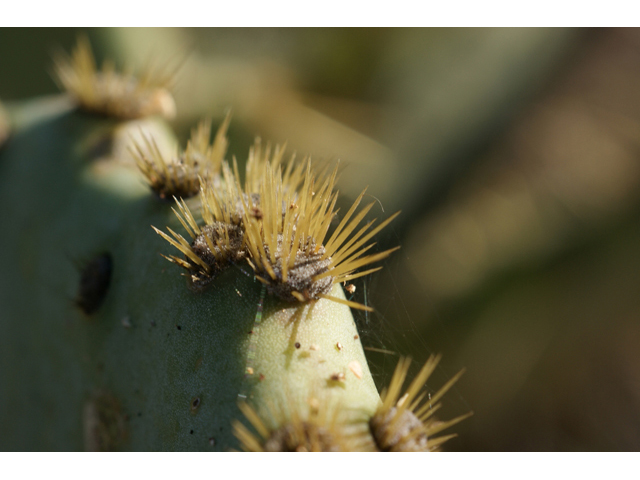 Opuntia engelmannii var. lindheimeri (Texas prickly pear) #55258