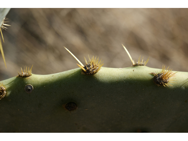 Opuntia engelmannii var. lindheimeri (Texas prickly pear) #55260