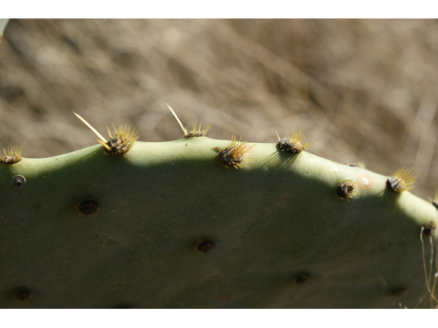 Opuntia engelmannii var. lindheimeri (Texas prickly pear) #55261