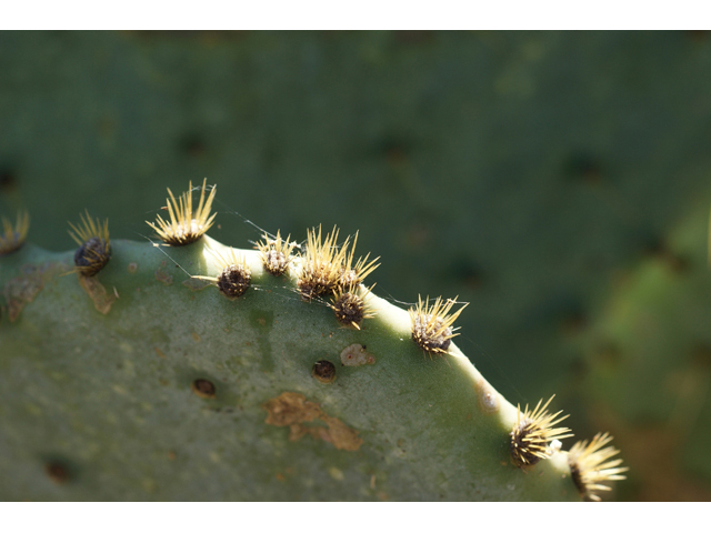 Opuntia engelmannii var. lindheimeri (Texas prickly pear) #55265