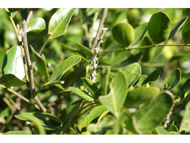 Sophora secundiflora (Texas mountain laurel) #55272