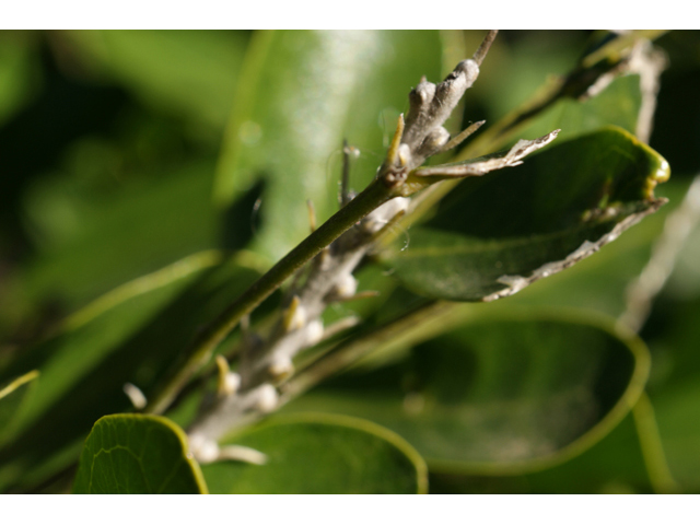 Sophora secundiflora (Texas mountain laurel) #55273