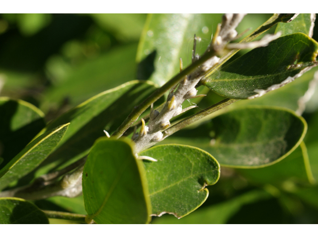Sophora secundiflora (Texas mountain laurel) #55275