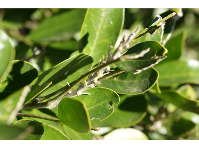 Sophora secundiflora (Texas mountain laurel) #55277