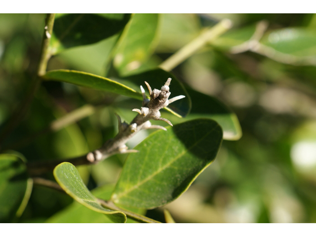 Sophora secundiflora (Texas mountain laurel) #55278