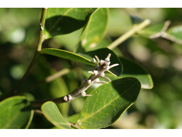 Sophora secundiflora (Texas mountain laurel) #55279