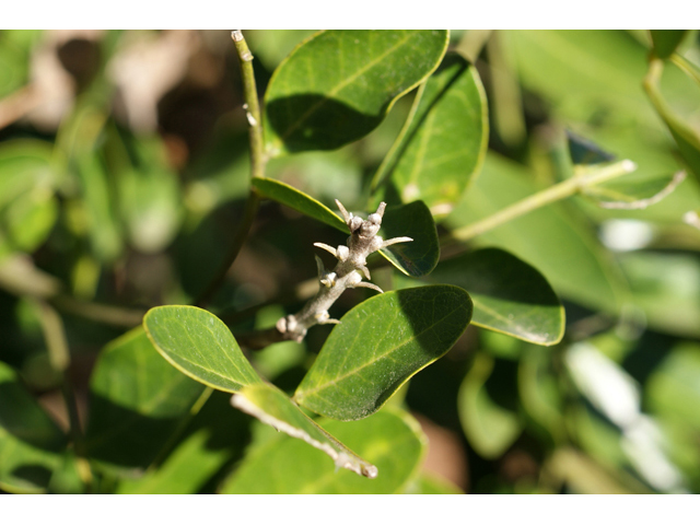 Sophora secundiflora (Texas mountain laurel) #55280