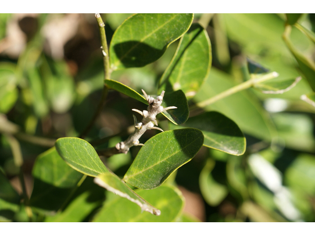 Sophora secundiflora (Texas mountain laurel) #55281