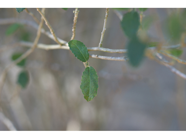 Bernardia myricifolia (Mouse's eye) #55282