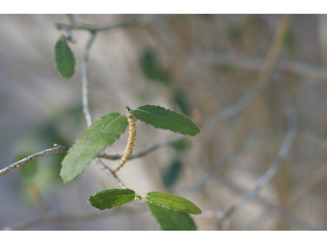 Bernardia myricifolia (Mouse's eye) #55284