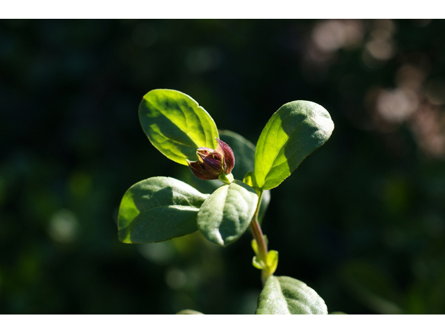 Salvia greggii (Autumn sage) #55295