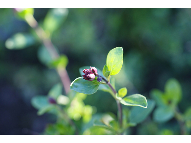 Salvia greggii (Autumn sage) #55296