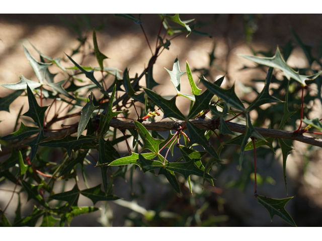 Mahonia trifoliolata (Agarita) #55299