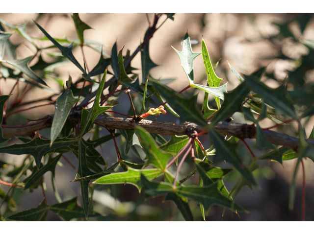 Arbutus xalapensis (Texas madrone) #55300