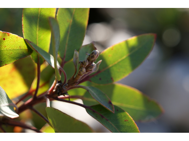 Arbutus xalapensis (Texas madrone) #55301