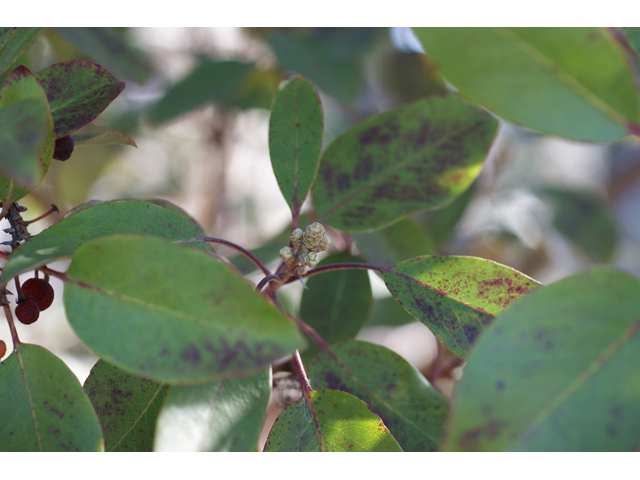 Arbutus xalapensis (Texas madrone) #55302