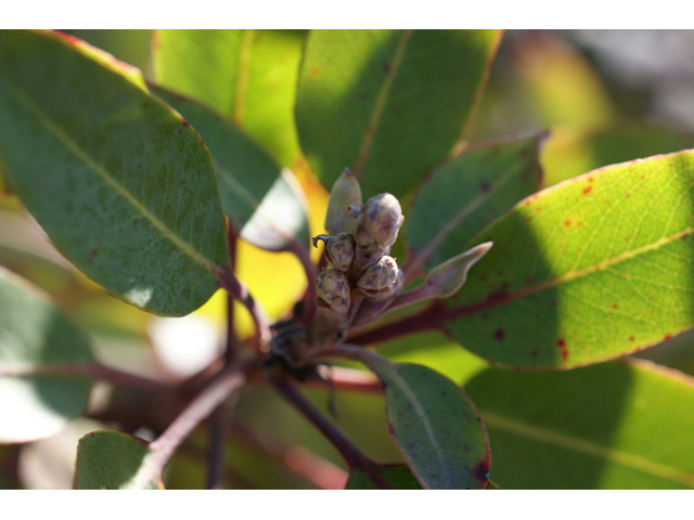 Arbutus xalapensis (Texas madrone) #55303