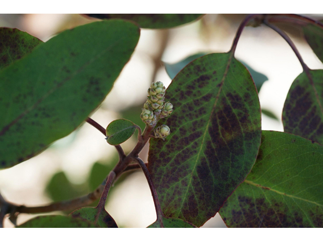 Arbutus xalapensis (Texas madrone) #55304