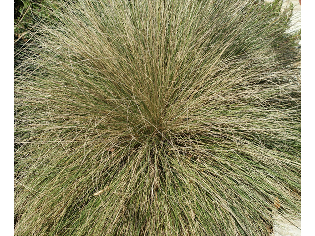 Muhlenbergia dubia (Pine muhly) #55311
