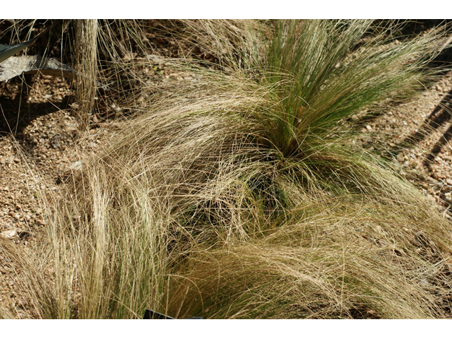 Nassella tenuissima (Mexican feathergrass) #55337