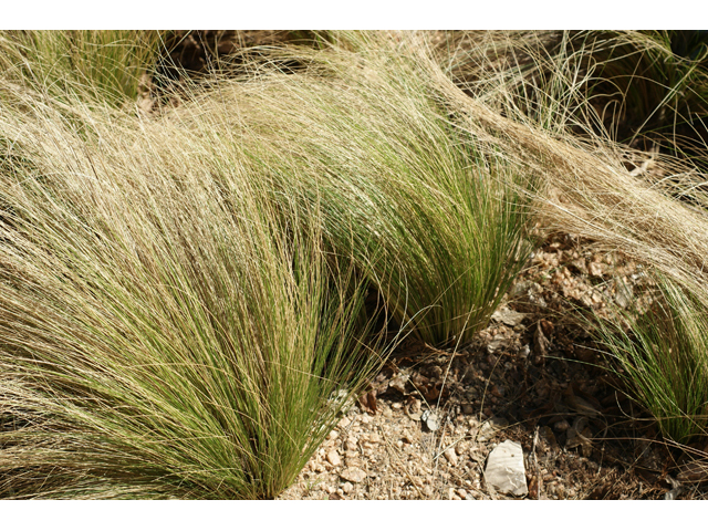 Nassella tenuissima (Mexican feathergrass) #55338