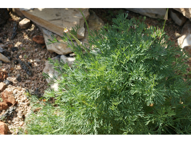 Eschscholzia californica (California poppy) #55339