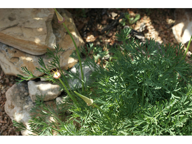 Eschscholzia californica (California poppy) #55341