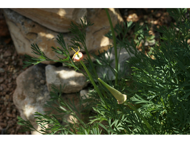 Eschscholzia californica (California poppy) #55342