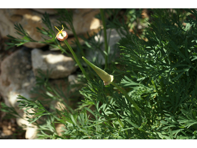 Eschscholzia californica (California poppy) #55343
