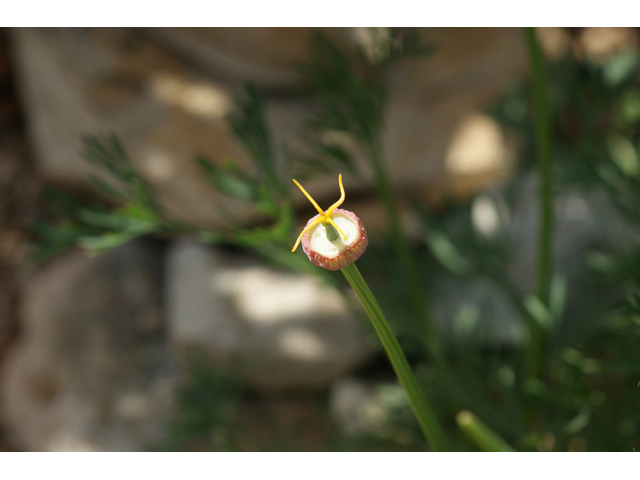 Eschscholzia californica (California poppy) #55345