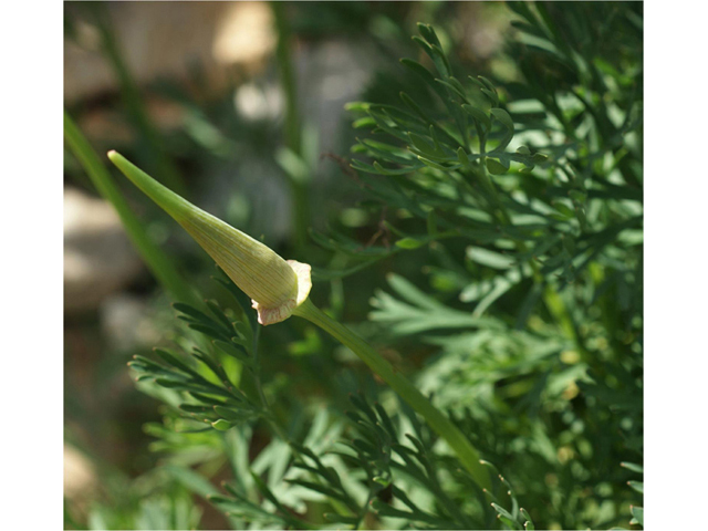 Eschscholzia californica (California poppy) #55346