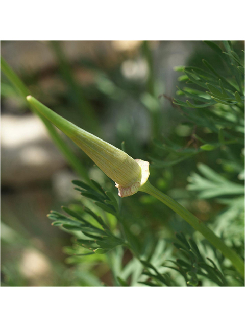 Eschscholzia californica (California poppy) #55347