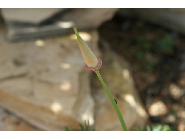 Eschscholzia californica (California poppy) #55348