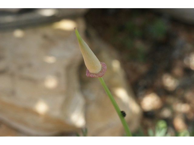 Eschscholzia californica (California poppy) #55349
