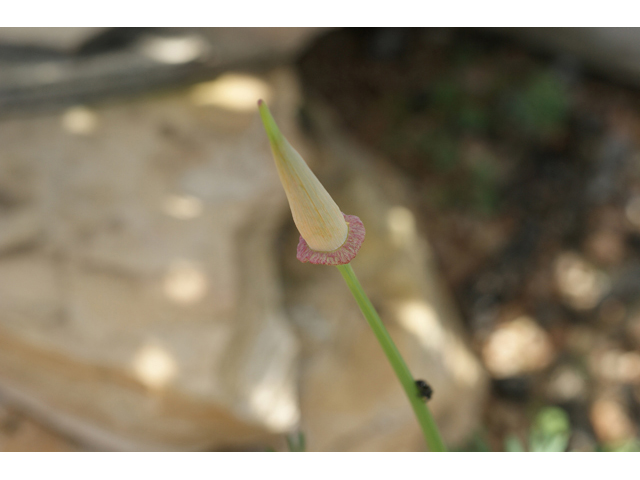 Eschscholzia californica (California poppy) #55350