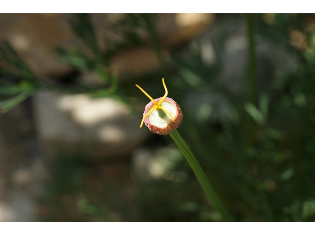 Eschscholzia californica (California poppy) #55351