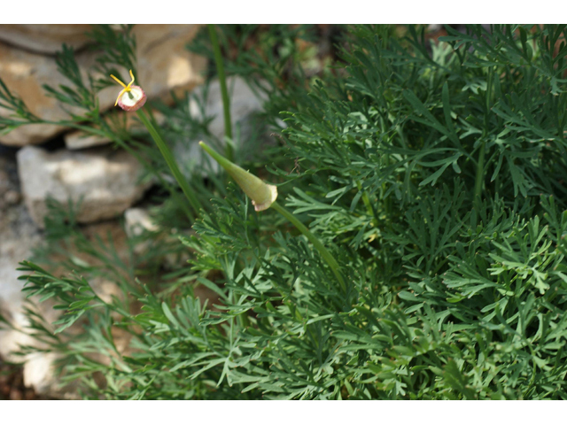 Eschscholzia californica (California poppy) #55352