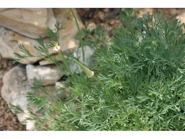 Eschscholzia californica (California poppy) #55353