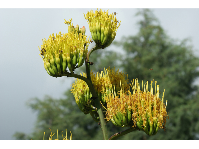 Agave havardiana (Havard's century plant) #55369
