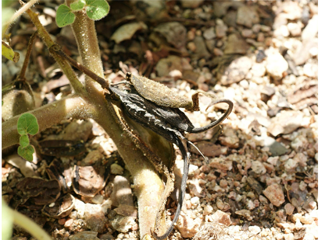 Proboscidea louisianica ssp. louisianica (Ram's horn) #55398