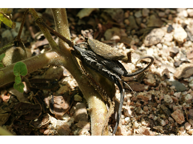 Proboscidea louisianica ssp. louisianica (Ram's horn) #55399