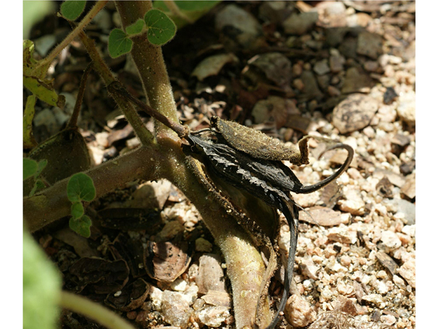 Proboscidea louisianica ssp. louisianica (Ram's horn) #55400