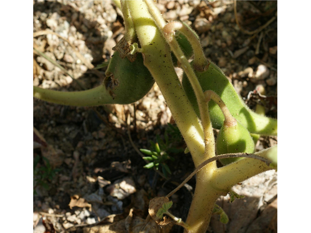 Proboscidea louisianica ssp. louisianica (Ram's horn) #55412