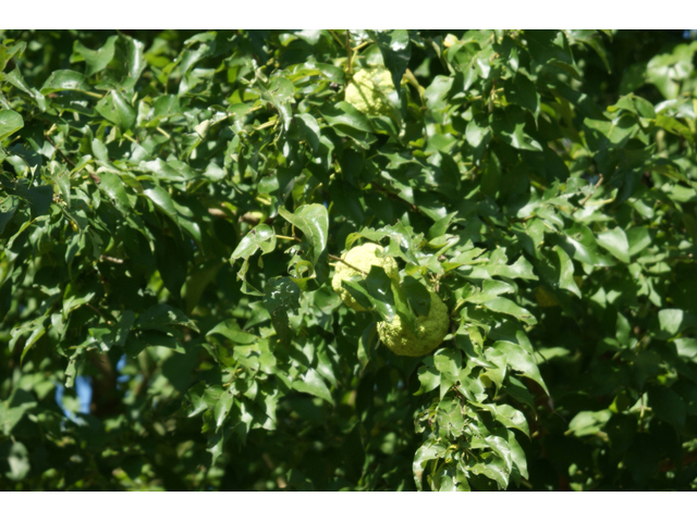 Maclura pomifera (Osage orange) #55425