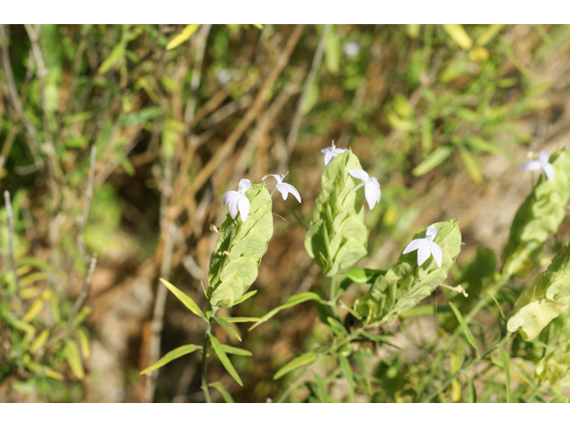 Yeatesia platystegia (Montell bractspike) #55441