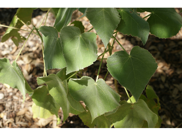 Allowissadula holosericea (Velvet-leaf mallow) #55498