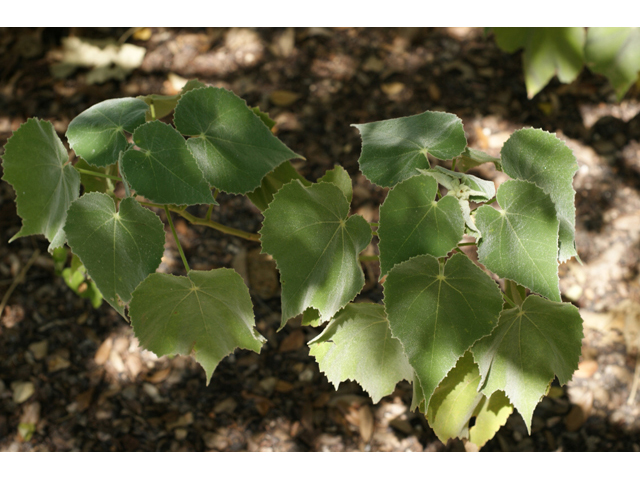 Allowissadula holosericea (Velvet-leaf mallow) #55499
