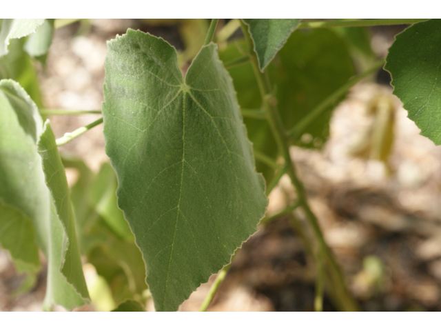Allowissadula holosericea (Velvet-leaf mallow) #55501