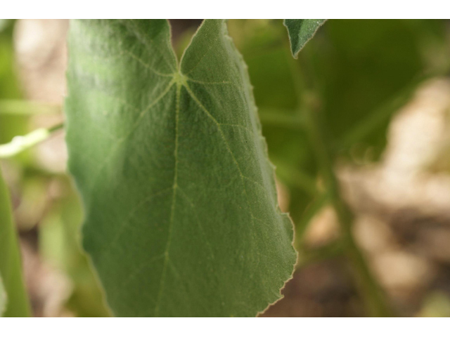 Allowissadula holosericea (Velvet-leaf mallow) #55502