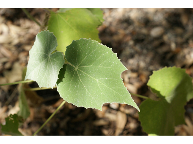 Allowissadula holosericea (Velvet-leaf mallow) #55503